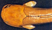 close-up photo of head and dorsal fin