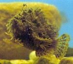 spotted-tail frogfish (lophiocharon trisignatus): whole fish, side view