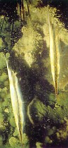 pair of longspine razorfish (aeoliscus strigatus): whole fish, side view