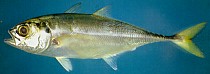 torpedo scad/chencharu (megalaspis cordyla): whole fish, side view