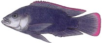 diagram of breeding male: whole fish, side view