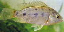 common/mozambique tilapia (oreochromis mossambicus): whole fish, side view