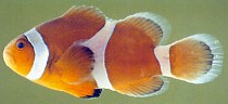 clown anemonefish (amphiprion ocellaris): whole fish, side view
