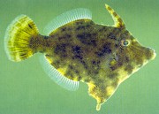 seagrass filefish (acreichthys tomentosum): whole fish, side view