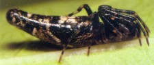 close-up of female showing long belly