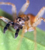 close-up of spider showing eyes and palps