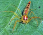 close-up of pink and orange female