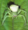 close-up of green crab spider