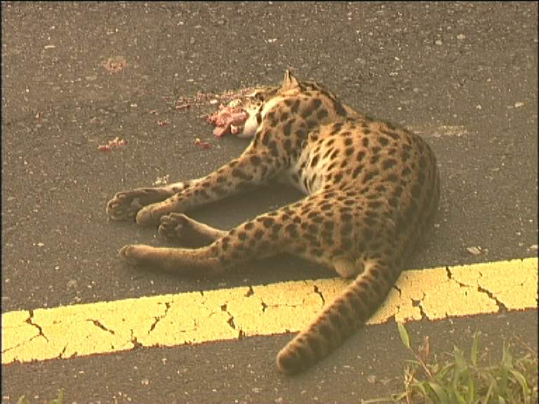 Leopard Cat on Mandai Road, closeup, photo by Charith Pelpola