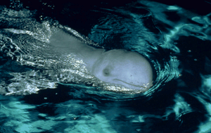 Pictures of Irrawaddy dolphin 1