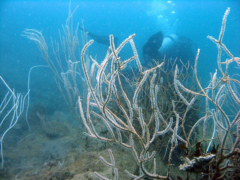 Pulau Hantu - A celebration of marine life: October 2006