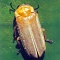 Firefly (Pteroptyx tener)